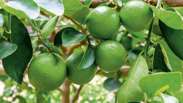 Spring is the best time to plant lime trees.